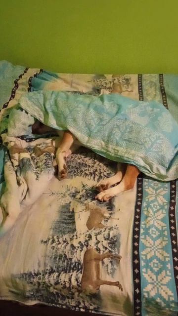 Так спит амстафф Трейси когда в квартире холодно