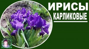 Ирисы карликовые Полный обзор. Выращивание