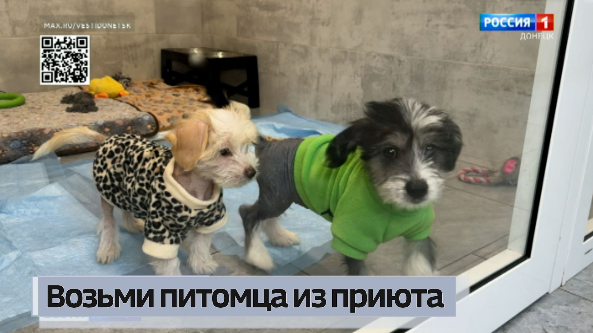 Возьми питомца из приюта