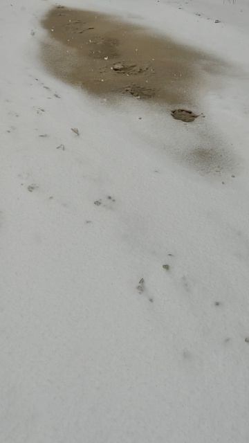 В деревне сильный снег в апреле