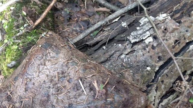 Коп  227 Находки на фронтах Великой Отечественной войны