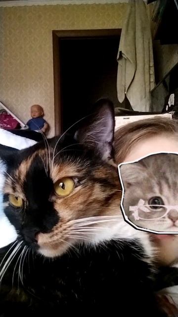 моя кошка Василиса ❤
скажите милашка