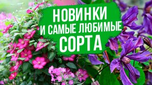 Все ТОНКОСТИ ухода за клематисами. Новые и любимые сорта клематисов.