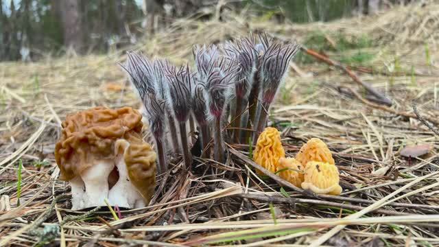 Грибные весенние новости ! Грибы 2026 !