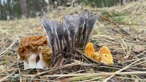 Грибные весенние новости ! Грибы 2026 !