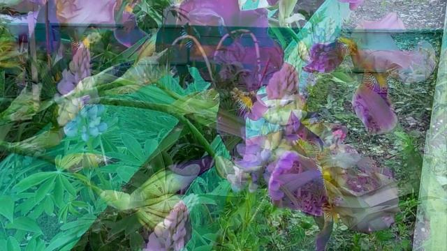 Мой городской дворик  без звука