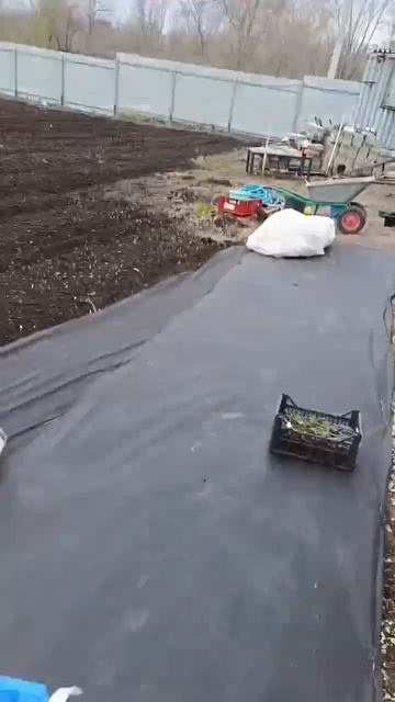 Возвратные заморозки, укрываем-клубнику, виноград, ежевику