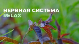 Исцеление нервной системы | Саблиминал