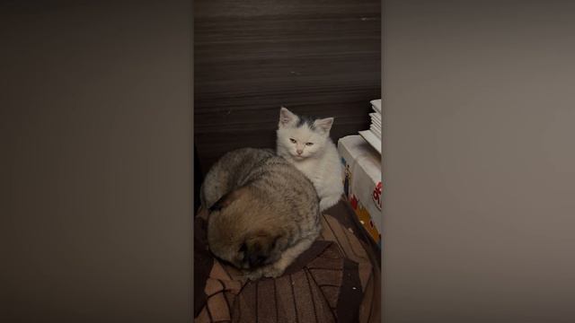 КОГДА КОШКИ И СОБАКИ ЗАЩИЩАЮТ ДРУГ ДРУГА