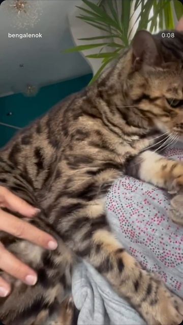 #бенгал #кот #бенгальскийкот