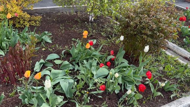 Весна. Первые тюльпаны 🌷.