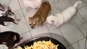 Хвостатым малышам пришло время плотно подкрепиться.