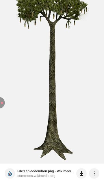 Алиса рассказывает про липедодендр