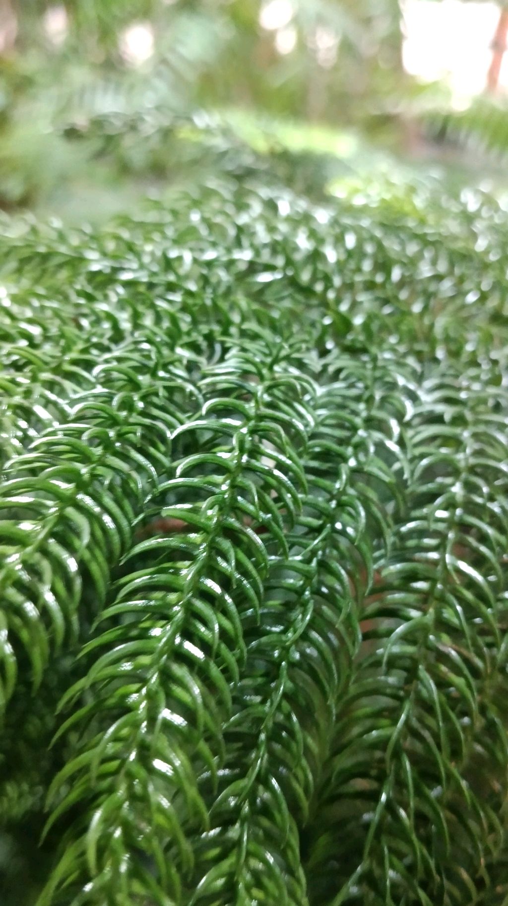 Ботанический сад