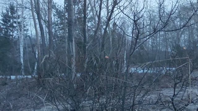 Воскресный шашлык на берегу Обского моря:спокойно, красиво, утки 🦆 ищут море 🌊, а там ещё лёд ❄️☺️