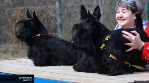 Бесстрашные шотландцы - в программе "Дело ведёт Мур-р-р"