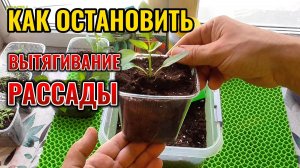 Попробуйте так ОСТАНОВИТЬ вытягивание РАССАДЫ и она будет крепкой и приземистой 🌱