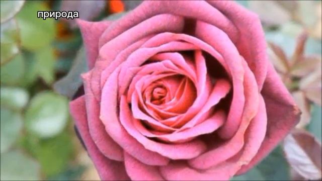 Красивые фото роз 🌹