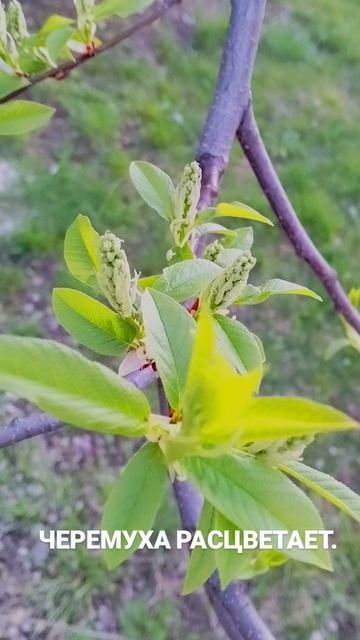 Спасибо за красоту Поволжья,
Вера Швейкина.
#волга#зольное#цветы
#север#родина#настроение