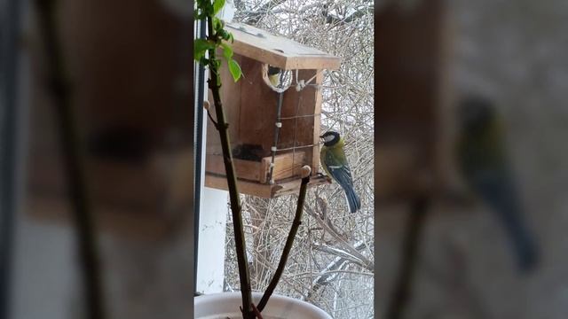 Синицы 2026 год.