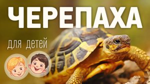 Черепаха. Видео про животных для детей 3+