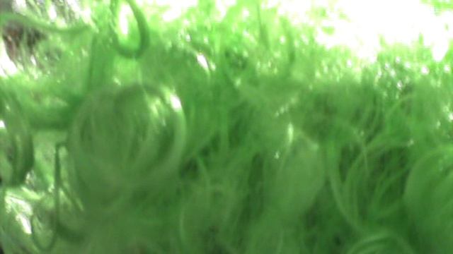 167)Ц ЁЛКА В ШКОЛЕ 1В