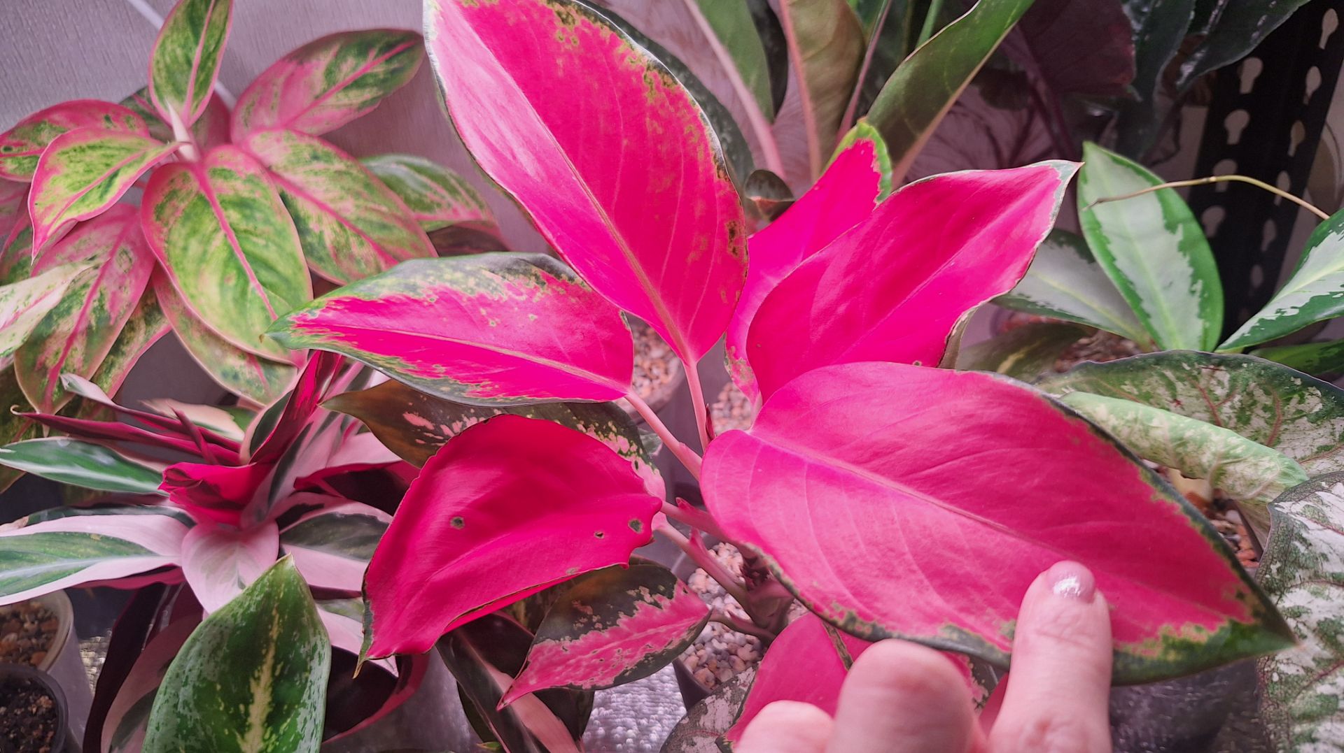 Обзор растений, цветочные новости