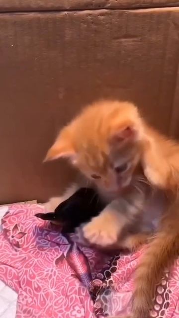 Птичий друг