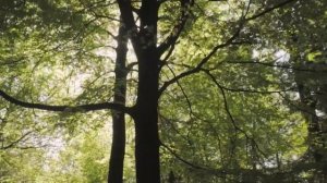 БАЙКИ ИЗ ЛЕСА. ТАЁЖНЫЕ ИСТОРИИ. СТРАШНЫЕ. МИСТИЧЕСКИЕ. ТВОРЧЕСКИЕ