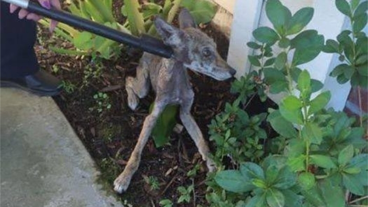 Люди спасли очень больную собаку, но позже поняли, что это вообще не собака