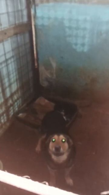 Совсем маленькие и беззащитные дети,попади в отлов.Они не могут о себе заботится.Что это значит?