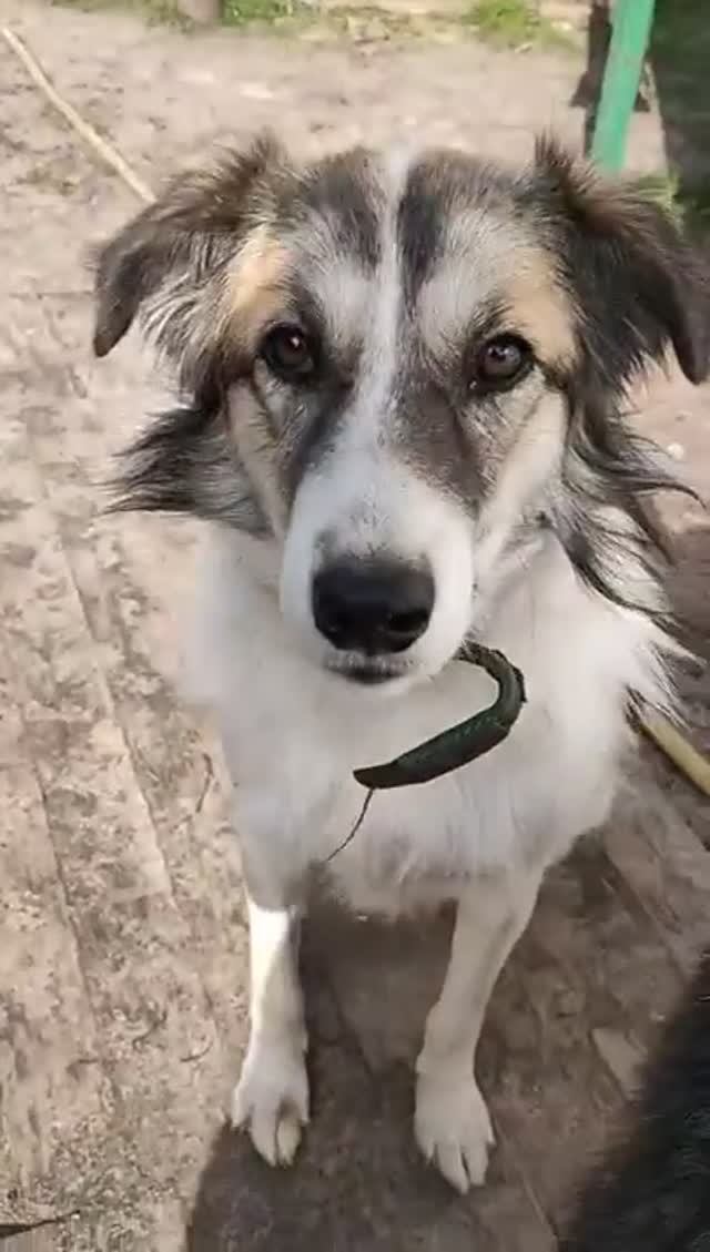 Бэлла ищет дом! Хозяин где ты?...❤️