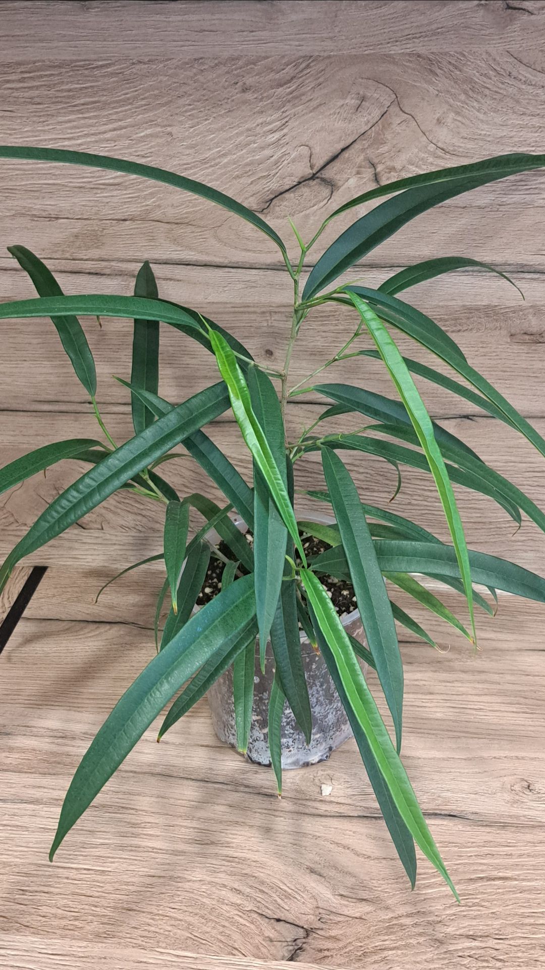 Пересадка фикуса Али