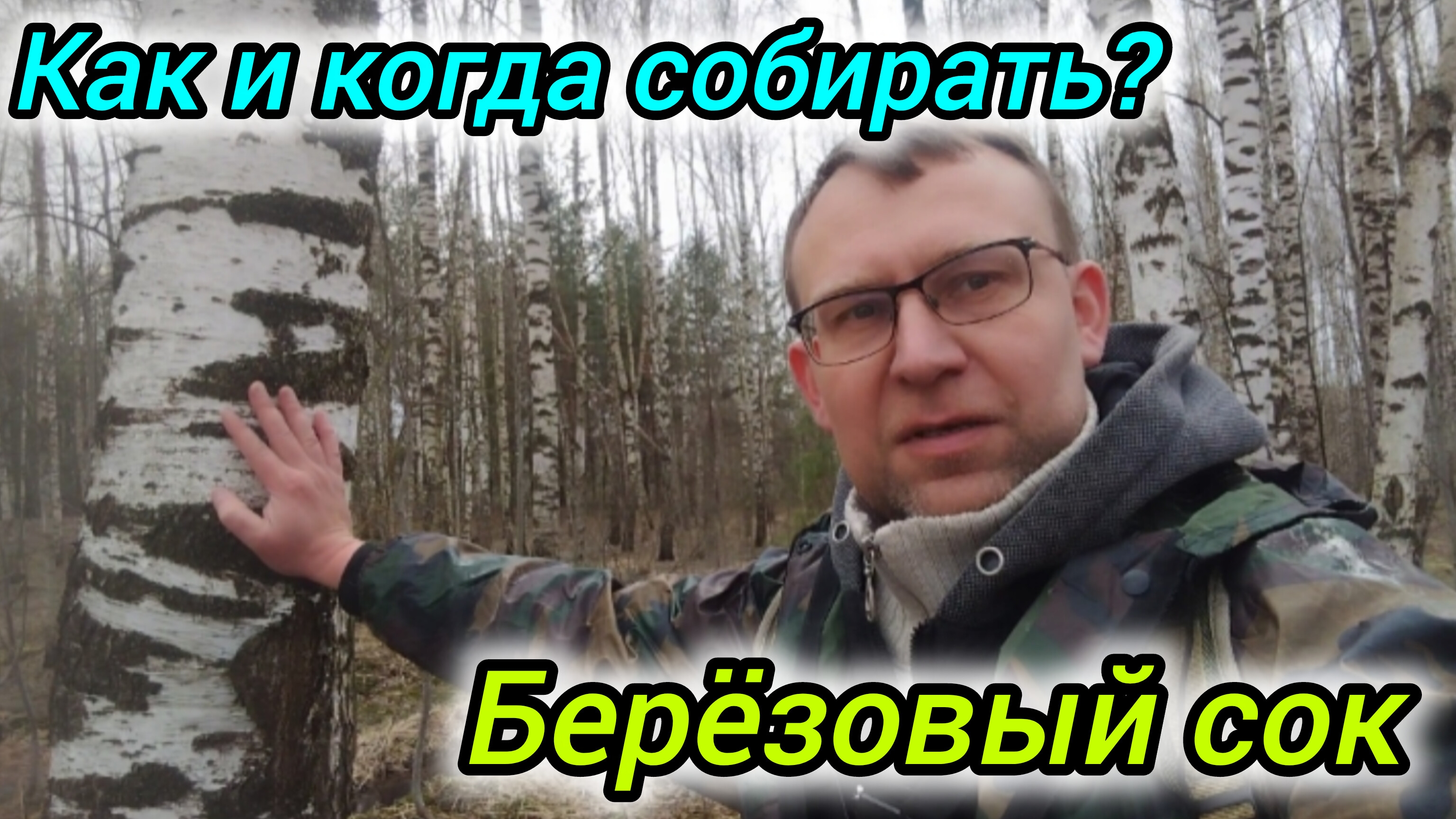 Как собирать берёзовый сок