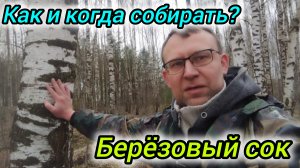 Как собирать берёзовый сок