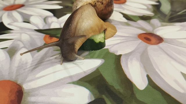 Улитка ахатина завтракает свежим огурчиком. Хрум хрум