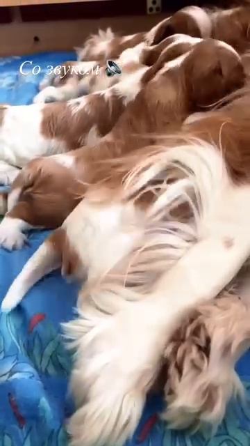 Малыши кавалерчики на молочной кухне.