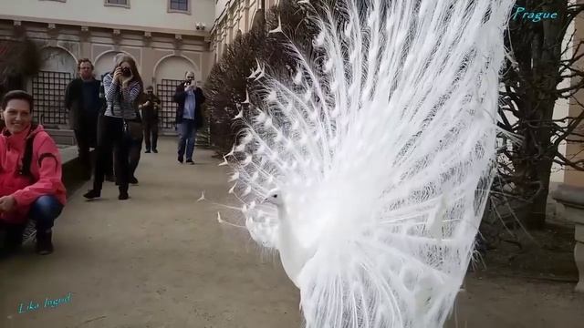 Красавец белый павлин.