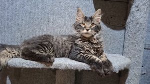 Граф Брюс Кислер Кэт