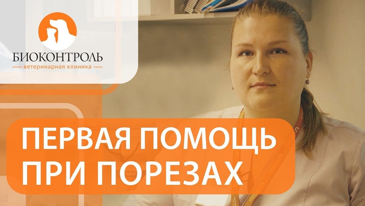 Как правильно обрабатывать и лечить раны у кошек. Раны у кошек лечение. Биоконтроль. 12+