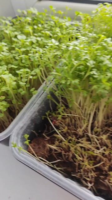 обед при зернистом гастрите
#обед #питаниепригастрите #гастрит #я #питание