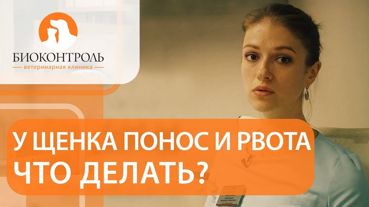 Понос и рвота у щенка: основные причины и способы лечения. Понос и рвота у щенка. 12+