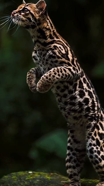 Время интересных фактов №1. Кто круче Кинг-Конг или Годзилла? Мошенники скоро начнут обучать крыс?