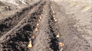 ЛУЧШИЕ ДНИ для ПОСАДКИ ЛУКА-СЕВКА в 2026г. по ЛУННОМУ КАЛЕНДАРЮ. Сроки (апрель–июнь), посадка и уход