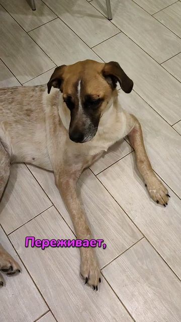 Джо не делится едой 😁