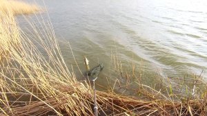 ПОГОДА ДРЯНЬ, А НА РЫБАЛКУ ХОЧЕТСЯ... БЕШЕНЫЙ КЛЁВ КАРАСЯ В НЕПОГОДУ