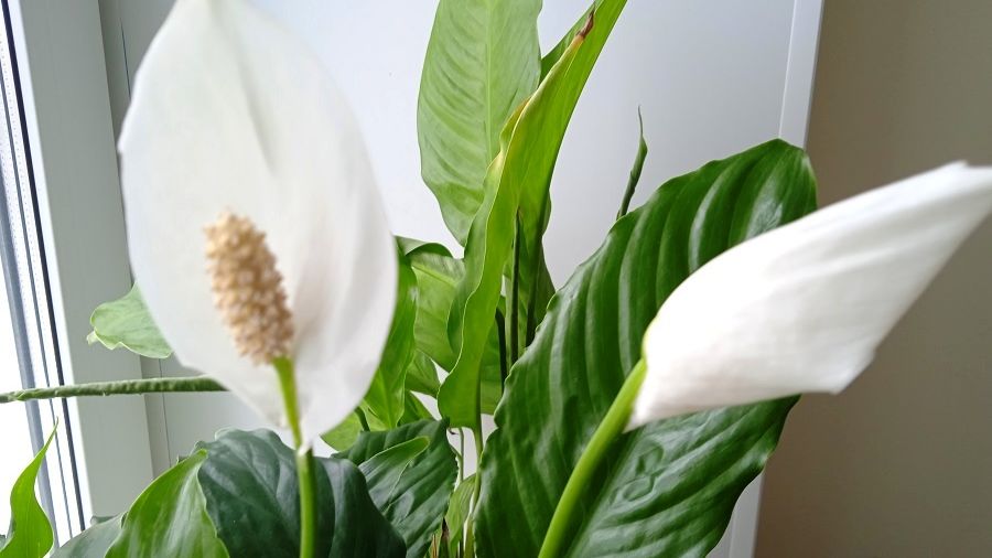 Как заставить Спатифиллум зацвести в марте, изменив уход