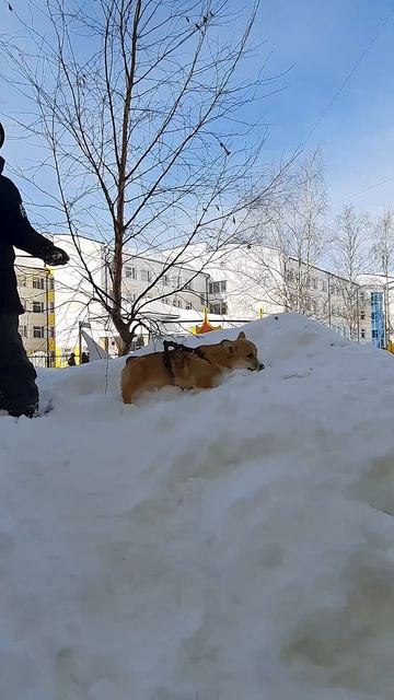 Гуляю с Булочкой после школы, сегодня тепло #corgi #корги #суперсобака