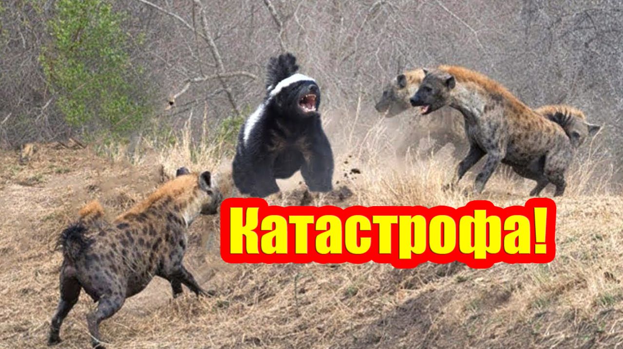 Катастрофа! Гиена в засаде жестоко расправилась с медоедом| Бои животных