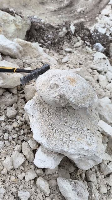 Наутилоидея кусок 2026 04 19 Крым Эоцен